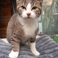 Caruso, chat à adopter