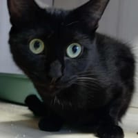 Zoar, chatte à adopter