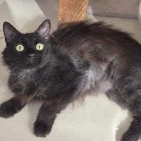 Niark, chat à adopter