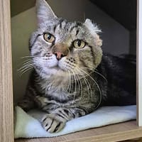 Delfin, chat à adopter