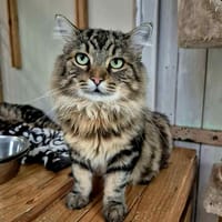Rufus, chat à adopter