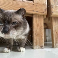 Dante, chat à adopter