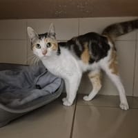 Erya, chatte à adopter