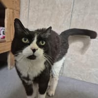 Eryanne, chatte à adopter