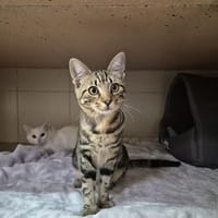 Pecorino, chat à adopter