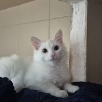 Frost, chat à adopter