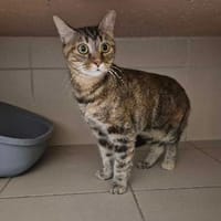 Solka, chatte à adopter