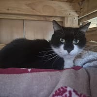 Buster, chat à adopter