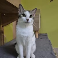 Solia, chatte à adopter