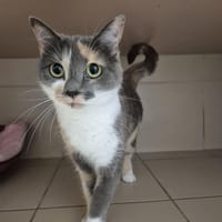 Minnie, chatte à adopter