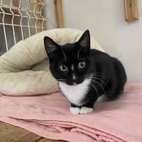 Gaya, chatte à adopter
