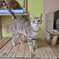 Tasmine, chatte à adopter