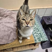Églantine, chatte à adopter