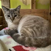 Pouchka, chatte à adopter
