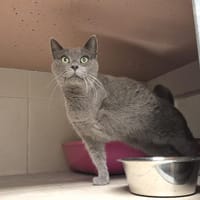 M3, chatte à adopter