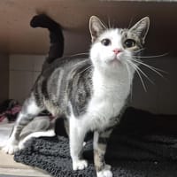 M5, chatte à adopter