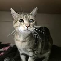 M6, chatte à adopter