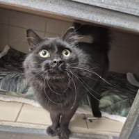 M8, chat à adopter