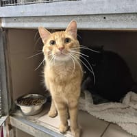 M9, chat à adopter