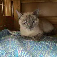 Mimi, chatte à adopter