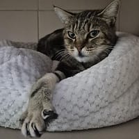 Faustine, chatte à adopter