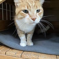 Panisse, chat à adopter