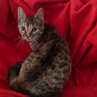 Malt, poezen ter adoptie