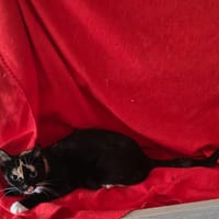 Lucky, poezen ter adoptie