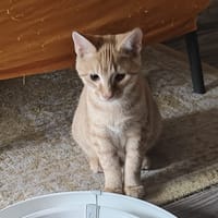 Redbull, katers ter adoptie
