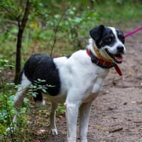 Rollo, pies do adopcji