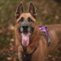 Aztek, pies do adopcji