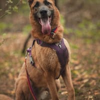 Aztek, pies do adopcji