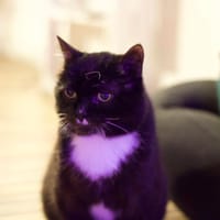 Seweryn, kot do adopcji