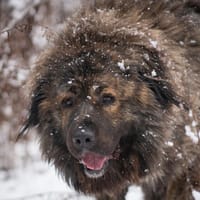 Hubert, pies do adopcji