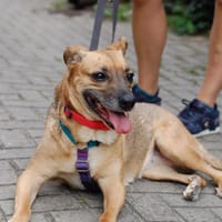 BUŁKA -  LUSIA, suczka do adopcji