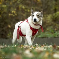 Danso, pies do adopcji