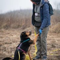 Dino, pies do adopcji