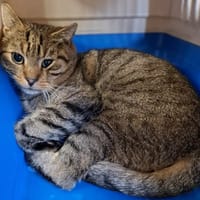 Tigre, kot do adopcji