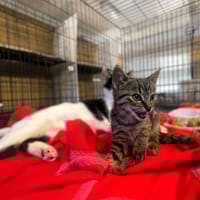 Orzysz, kot do adopcji
