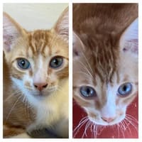 Aaron & Kyle suchen zusammen, Kater zur Adoption