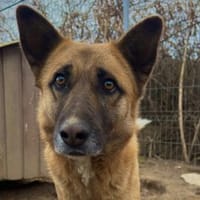 Wunderschöner Rumo, Hund zur Adoption