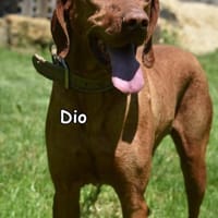 DIO, Hund zur Adoption