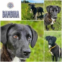 BAMBINA * Angenehmes Hundemädel, Hündin zur Adoption