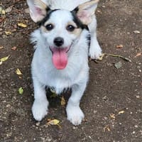Minikleine zuckersüße Moon, Hündin zur Adoption