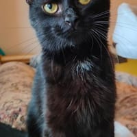 Iwan - Notfall - Einzelkater, Kater zur Adoption