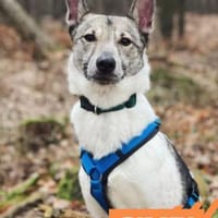 Simbi - sucht Einzelkörbchen, Hündin zur Adoption