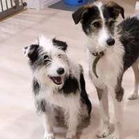 Hundeglück im Doppelpack, Hund zur Adoption