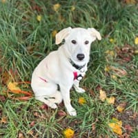 Cherry möchte Sie im Leben begleiten, Hündin zur Adoption