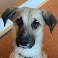 Fary, geb. ca. 02/2024, 58332 Schwelm, Hündin zur Adoption