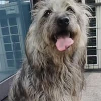 Tammy sucht ein ruhiges Zuhause, Hündin zur Adoption